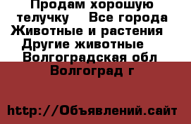 Продам хорошую телучку. - Все города Животные и растения » Другие животные   . Волгоградская обл.,Волгоград г.